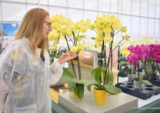 Mareen Bogerd with Anthura Savona. "With this large-flowered phalaenopsis with large yellow flowers you experience pure happiness. With the good vase life of over 10 weeks, Anthura Savona is also at the top for the color yellow with this."